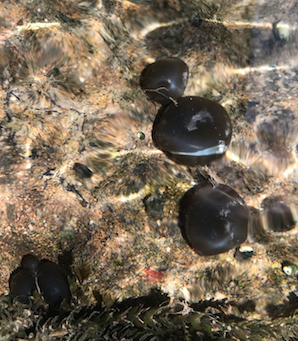 strana creatura/fungo